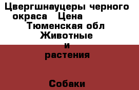 Цвергшнауцеры черного окраса › Цена ­ 18 000 - Тюменская обл. Животные и растения » Собаки   . Тюменская обл.